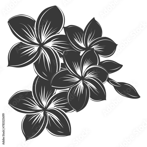 Silhouette plumeria flower black color only vector