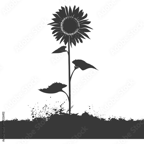 Silhouette sunflower flower in the ground black color only