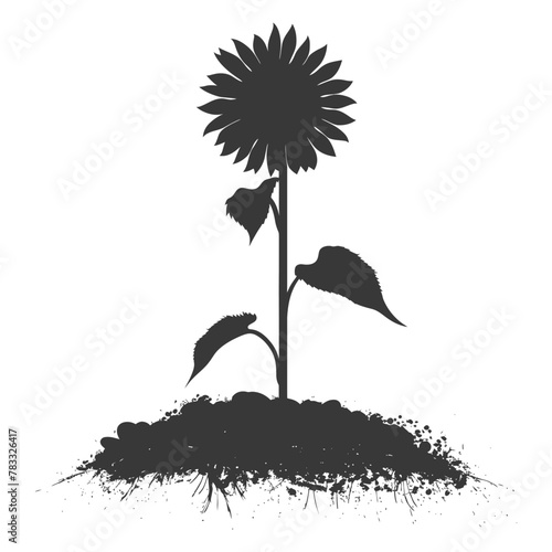 Silhouette sunflower flower in the ground black color only