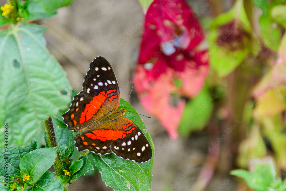 mariposas en zona andina Colombiana mariposas en zona andina Colombiana