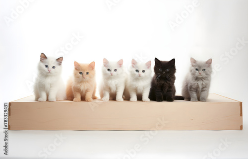 kittens on white wooden table soft light for card design