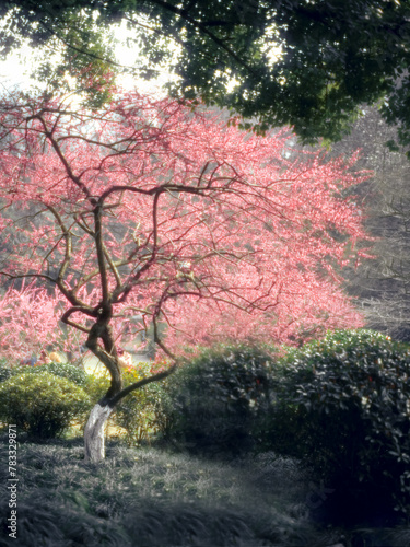 Plum Blossom  Tree in Sunlight
