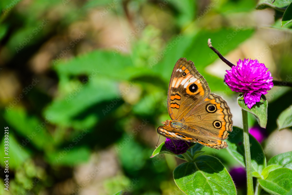 Fototapeta premium mariposas