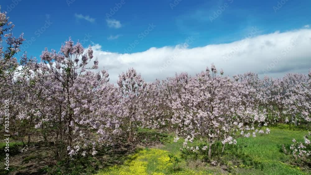 Paulownia tomentosa flower in the garden in spring, beautiful empress tree in the wind, 4k video Paulownia tomentosa flower in the garden in spring, beautiful empress tree in the wind, 4k video