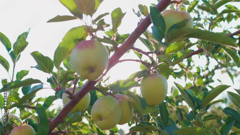 Apple trees ripen in the orchard. Growing apples on trees in an orchard. Healthy organic tasty apple fruits growing in the garden. Agriculture. Production of ecological food products. Apple trees ripen in the orchard. Growing apples on trees in an orchard. Healthy organic tasty apple fruits growing in the garden. Agriculture. Production of ecological food products.