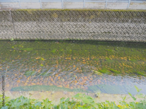 川と藻類。東京の河川。