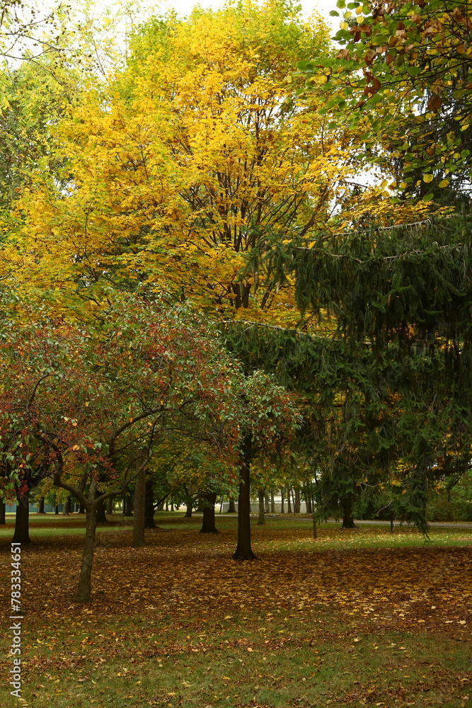 autumn in the park autumn in the park