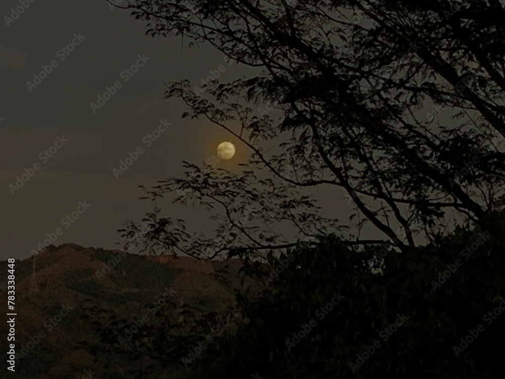 Fototapeta premium Noche de Luna 