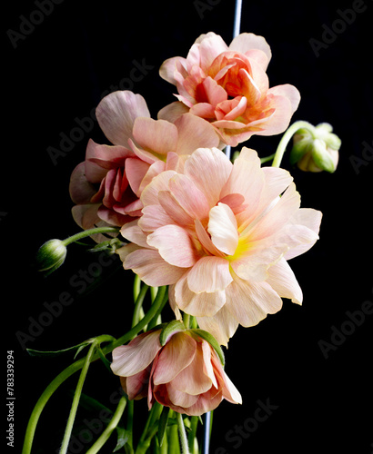 Creative pink Flower arrangement on black background, ranunculus butterfly