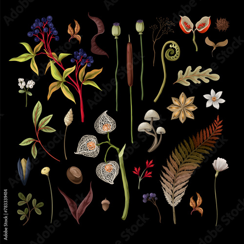 Autumn leaves, berries and seeds isoloated. Vector.