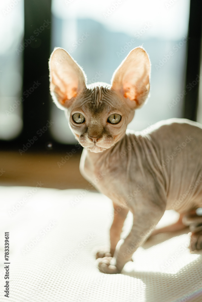 portrait of a Canadian sphinx in the backlight of the morning sunlight portrait of a Canadian sphinx in the backlight of the morning sunlight
