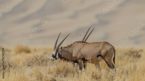 Antelope Grazing in Desert With Sand Dunes in Background