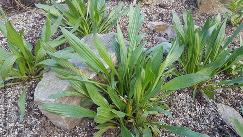 Heilpflanze Spitzwegerich Plantago Lanceolate wächst im Kies. Schöne Pflanzen mit großen grünen Blättern photo