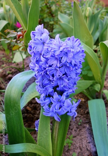 Hyacinth flowers - varieties  Blue Delft  growing in the garden.