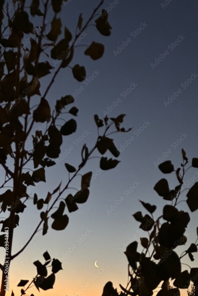 Naklejka premium Media luna entre los árboles al anochecer 