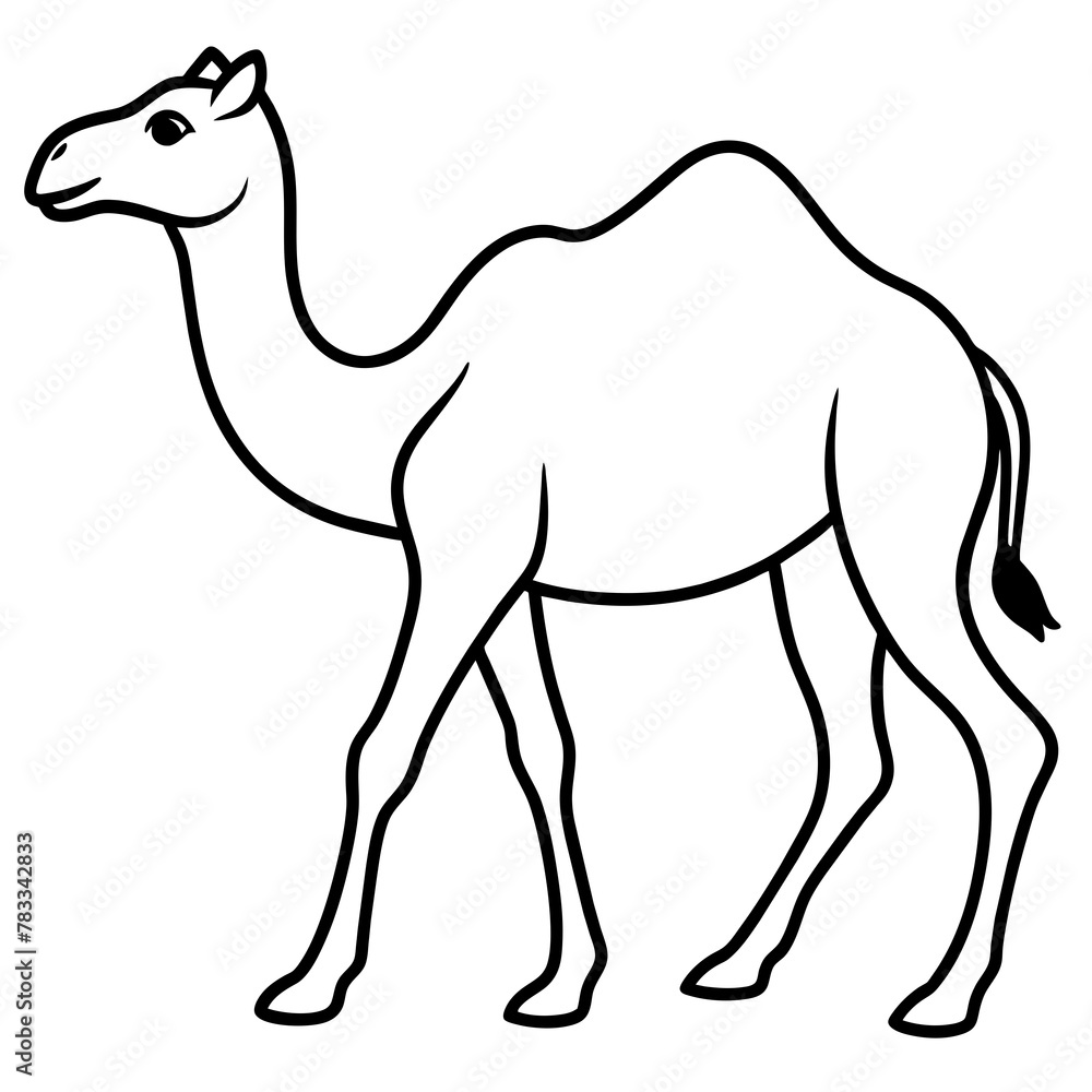 camel isolated on white