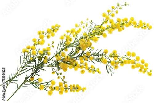 Yellow mimosa flowers isolated on white background