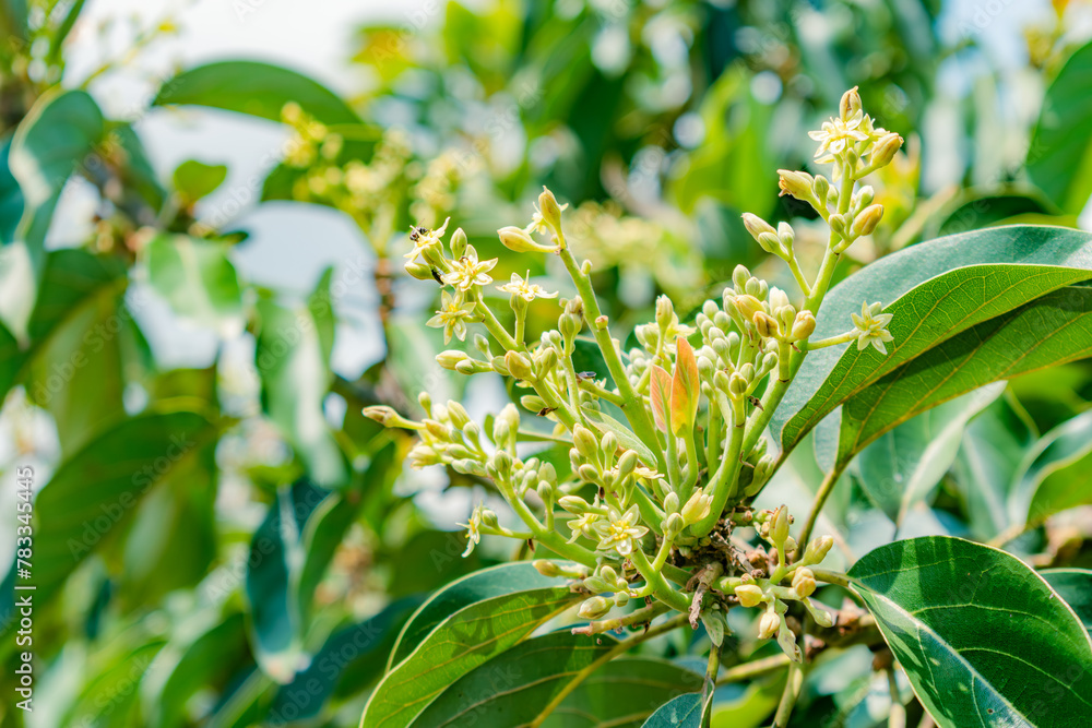 Fototapeta premium avocado flower (persea Americana) papelillo variety