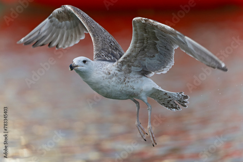 An juvenile great black-backed gull (Larus marinus) in flight. photo