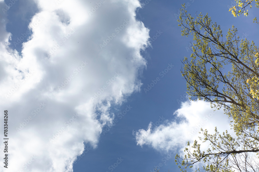 Blue sky with white clouds (cumulus) surrounding the greening tree branches like candyfloss Blue sky with white clouds (cumulus) surrounding the greening tree branches like candyfloss