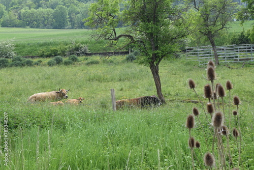 Vache veaux taureau photo