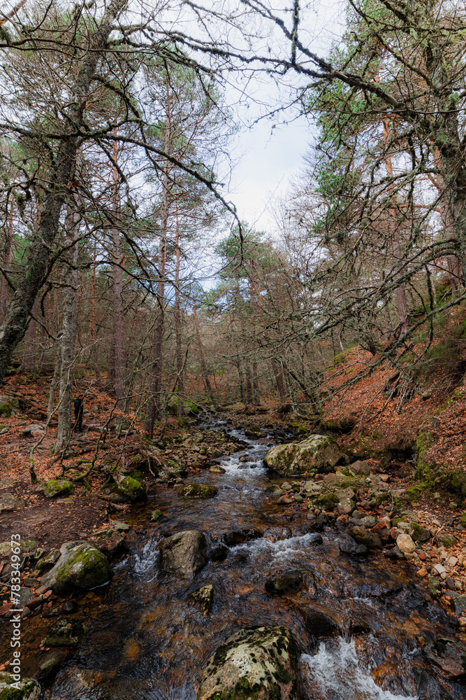 River coming down from the mountain through a forest in autumn River coming down from the mountain through a forest in autumn