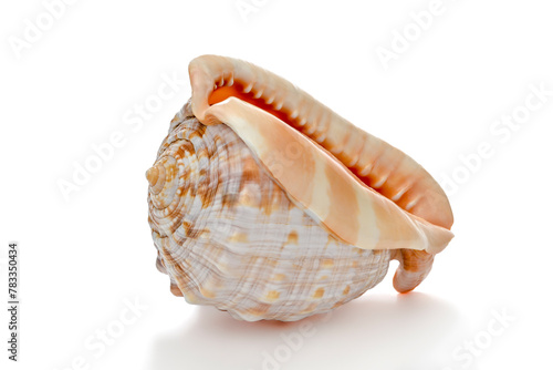 Bullmouth shell isolated on white background