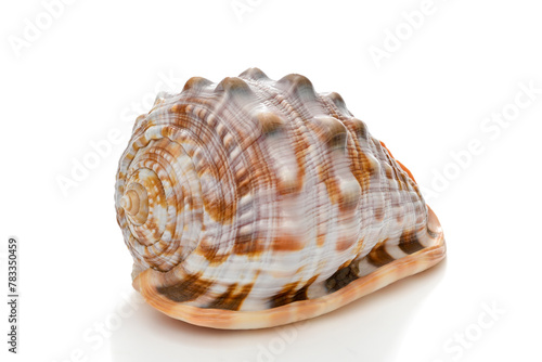Large Ocean Conch Shell Isolated    