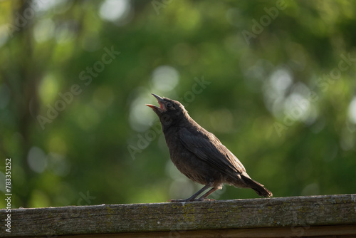 Young Grackle