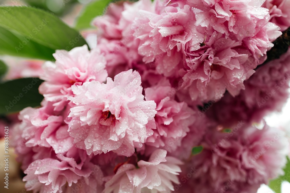 Selective focus of beautiful branches of pink Cherry blossoms on the tree. Beautiful Sakura flowers during spring season in the park, Flora pattern texture, Nature floral background Selective focus of beautiful branches of pink Cherry blossoms on the tree. Beautiful Sakura flowers during spring season in the park, Flora pattern texture, Nature floral background