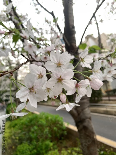 cherry tree blossom