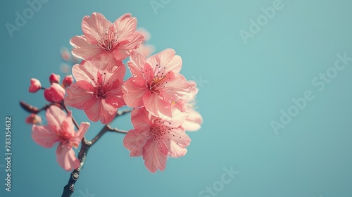 Spring Cherry Blossoms Against Blue Sky.