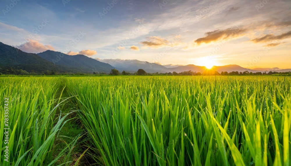 beautiful view of spring green rice fields with majestic mountains in the distance and sunrise