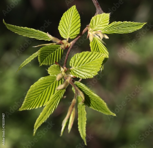 growing fresh,new leaves of Carpinus betulus tree close up
