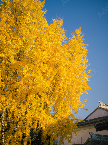 ginkgo tree at the garden in suzhou