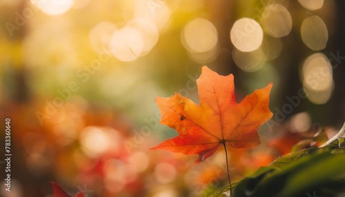 close up of nature view orange red maple leaf under sunlight with bokeh and copy space using as background natural plants landscape ecology wallpaper concept
