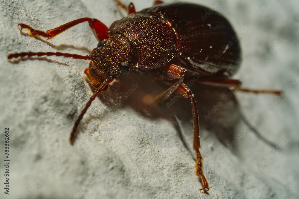 Naklejka premium Extrem macro view of a brown beatle on a springtime day