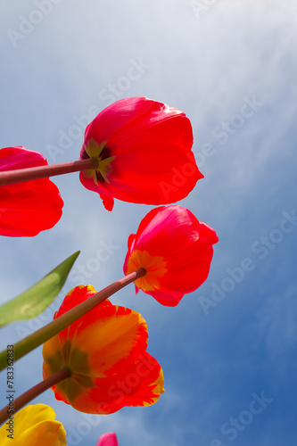 Tulips with boldly colored cup-shaped flowers