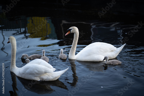 Two white swans swimming in the waters of the canal in the cold winter in the city center of Manchester.