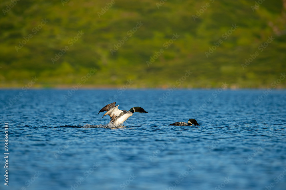 Black-throated loon, Ice diver, arctic loon or black-throated loon (Gavia arctica) swims in a lake in spring.