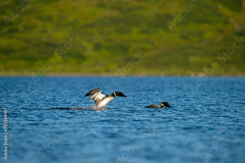 Black-throated loon, Ice diver, arctic loon or black-throated loon (Gavia arctica) swims in a lake in spring.