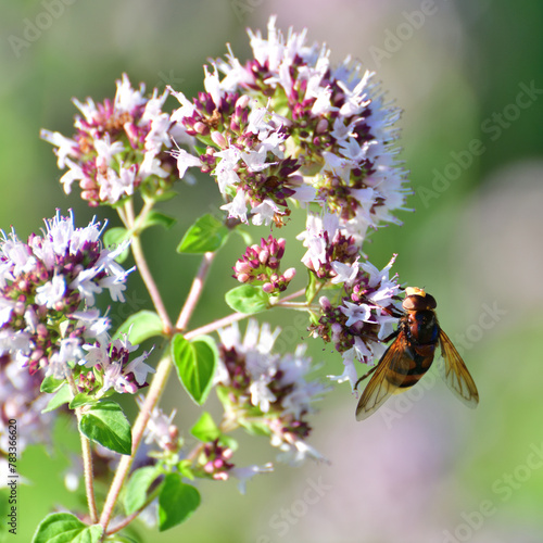 Volucella inanis - bee fly on the flowering oregano