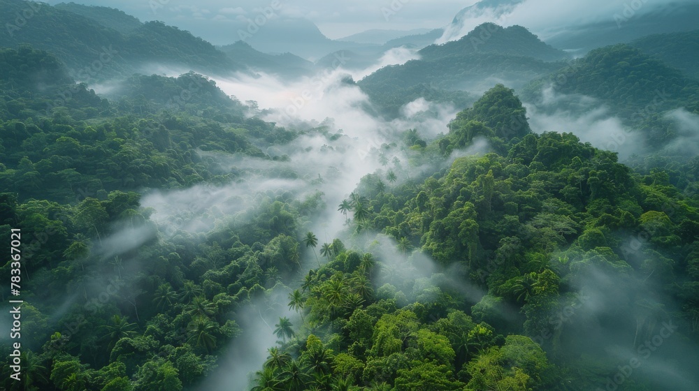 Aerial View of Lush Green Forest