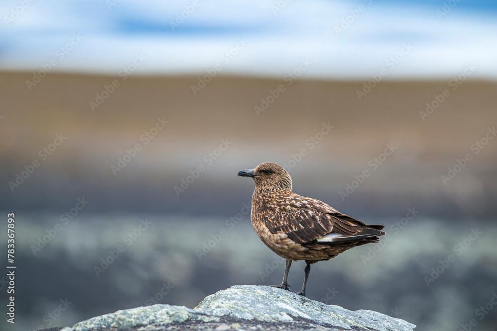 Large pirate gull bird ( Stercorarius skua ) flying in Antarctic skies. Large pirate gull bird ( Stercorarius skua ) flying in Antarctic skies.