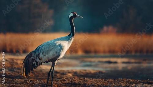 common crane bird grus grus photo