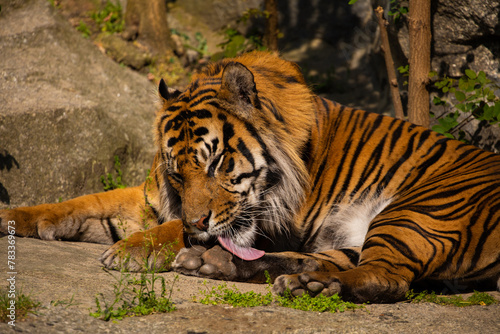 critically endangered Sumatran tiger