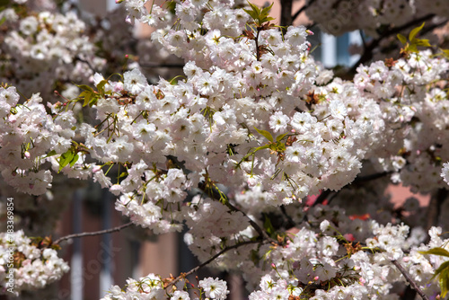 blossom in spring