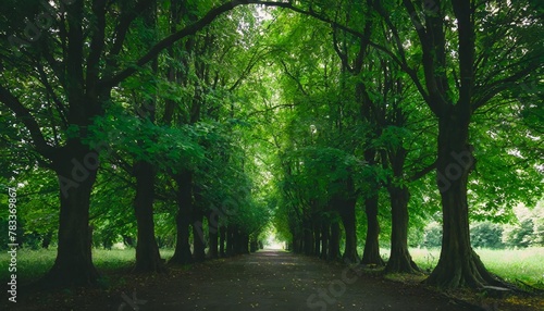 park mit tunnelartiger lindenallee im fruhling frisches grunes laub photo