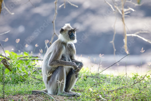 black faced grey langur monkey in Yala National Park, Sri Lanka