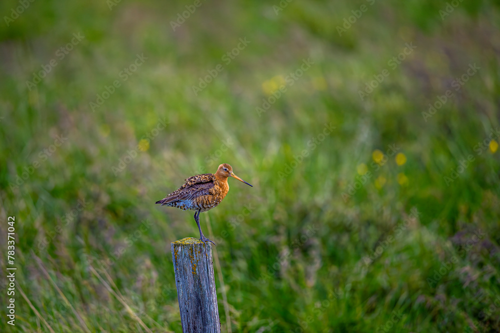 Common snipe (Gallinago gallinago) is a small, stocky wader bird native to the Old World. Breeding habitats are marshes, bogs, tundra and wet meadows throughout the Palearctic. Wildlife scene.Iceland. Common snipe (Gallinago gallinago) is a small, stocky wader bird native to the Old World. Breeding habitats are marshes, bogs, tundra and wet meadows throughout the Palearctic. Wildlife scene.Iceland.